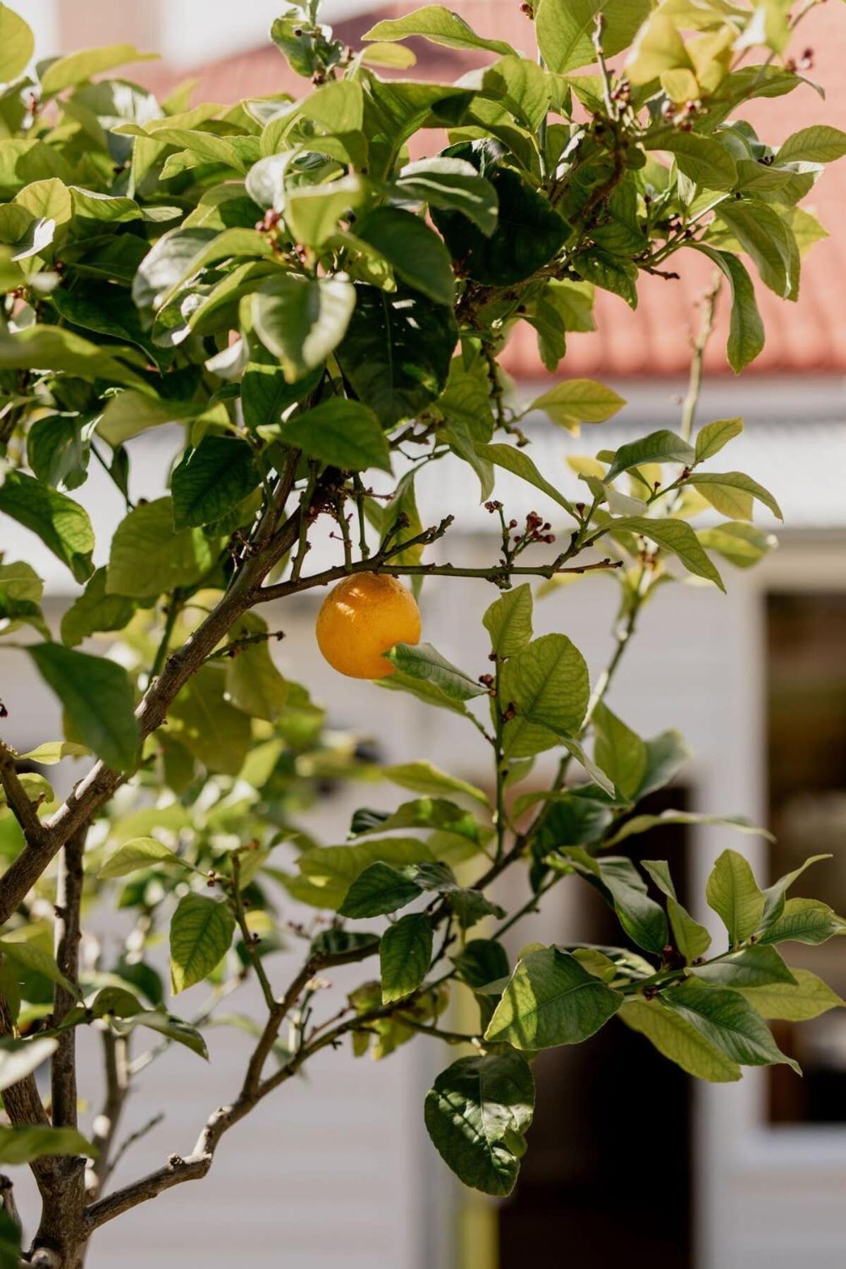 Holiday home 'wietenah' - Perfectly Renovated Historic Hobart
