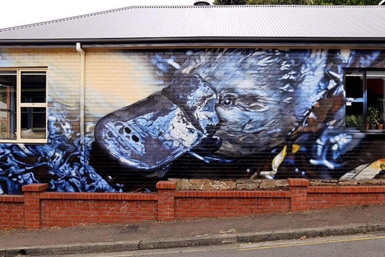 Platypus Watch Them Play From The Garden