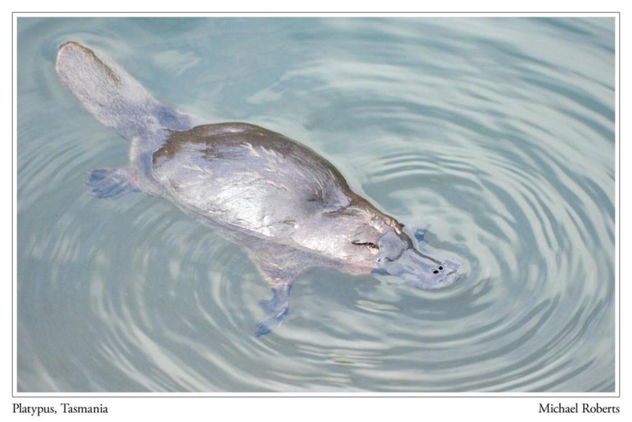 Platypus Watch Them Play From The Garden Holiday home *