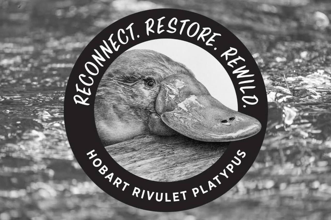Platypus Watch Them Play From The Garden Hobart