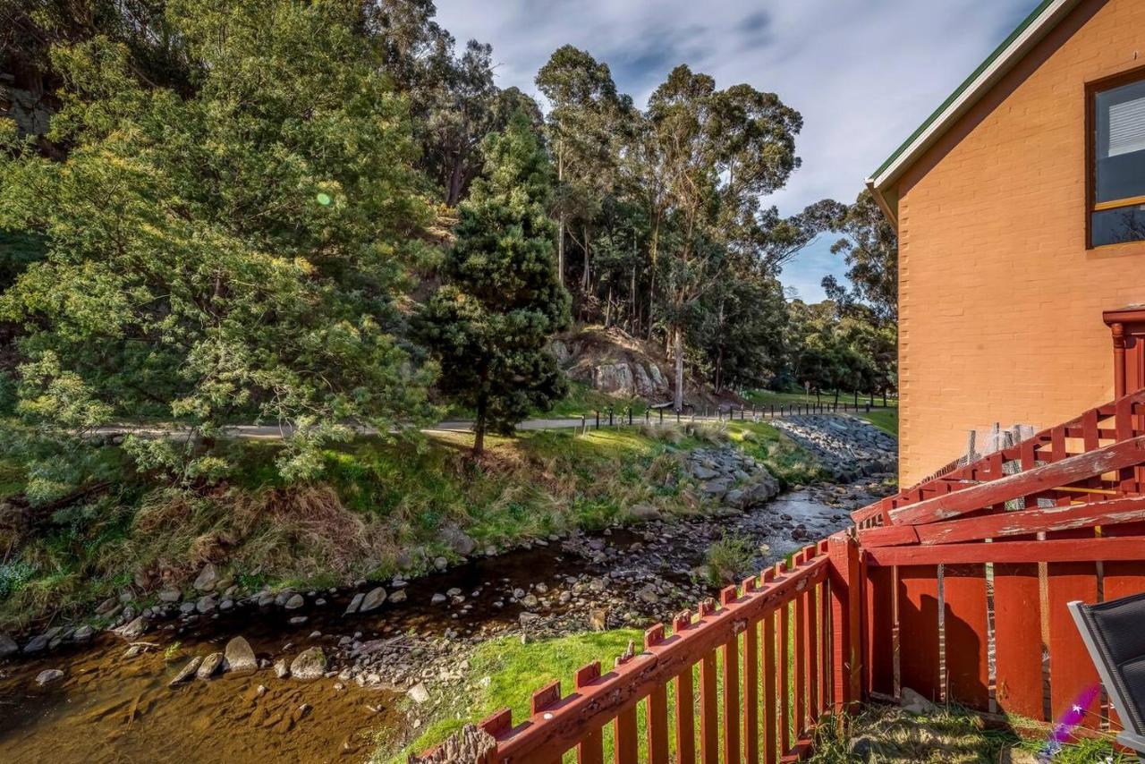 Platypus Watch Them Play From The Garden * Hobart