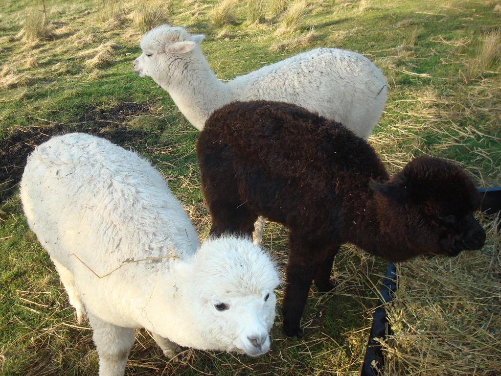 Heimat Farm stay *