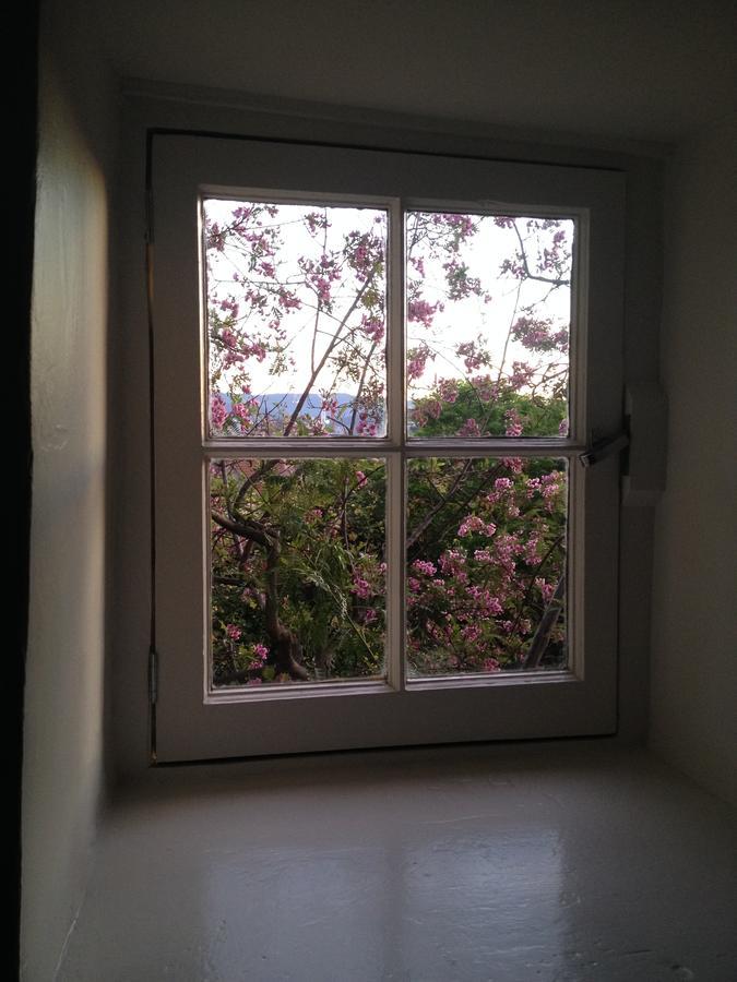 Blue Magnolia * Hobart